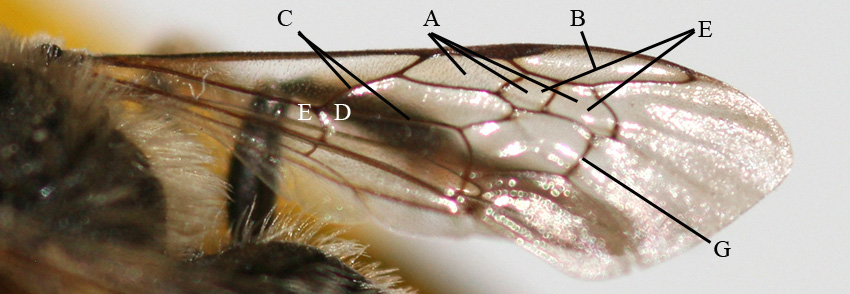 Nervatura alare degli imenotteri Apidae.